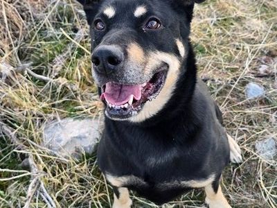 Meet Maple: A Statuesque Guardian with a Noble Heart