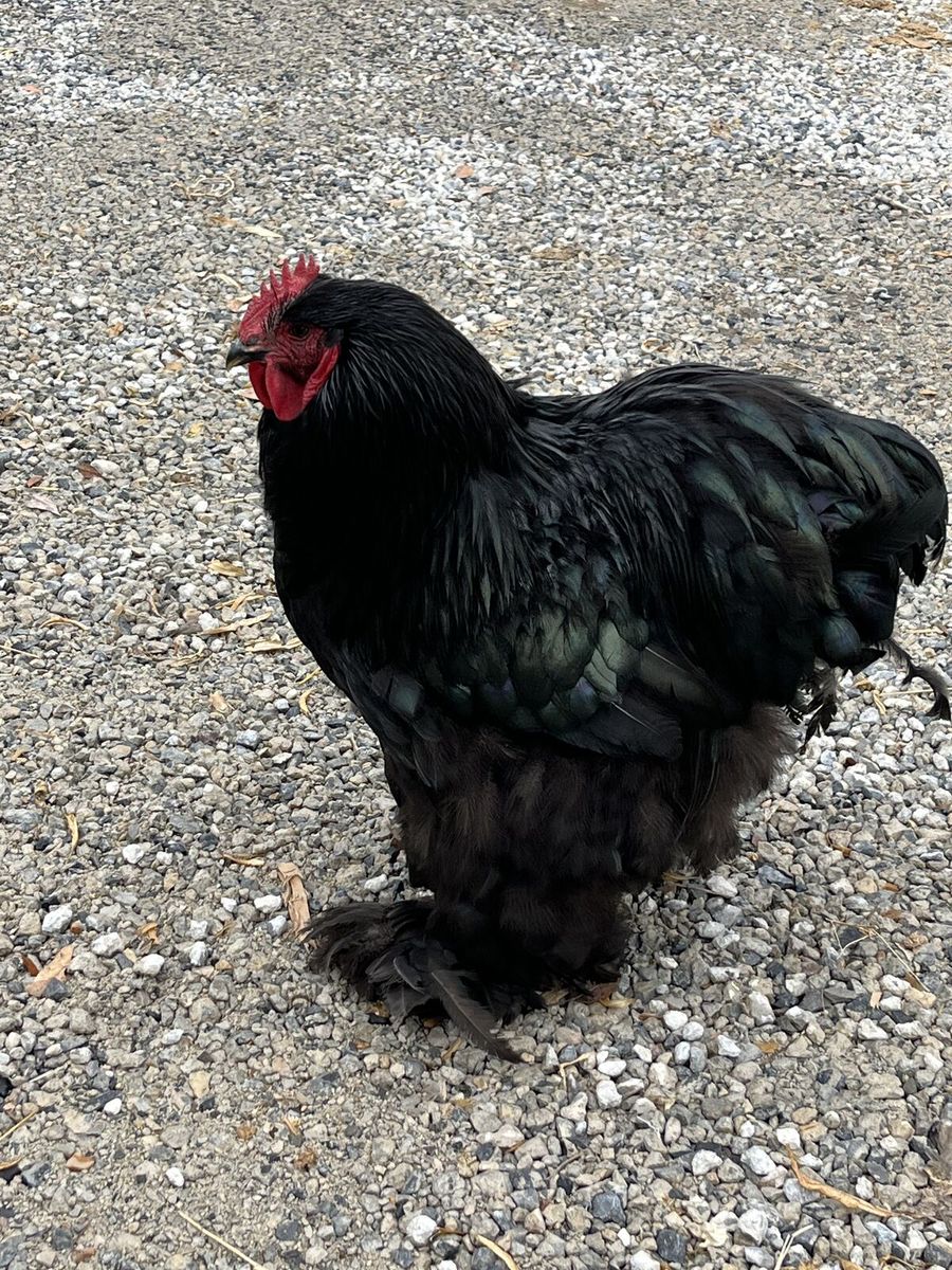 Large Fowl Cochin Flock