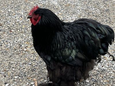 Large Fowl Cochin Flock