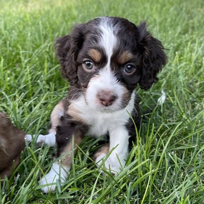 Cockapoo Cocker Spaniel Doodle 5 Female 2 Male