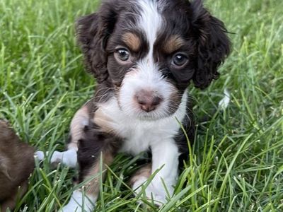 Cockapoo Cocker Spaniel Doodle 5 Female 2 Male