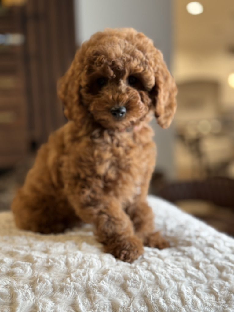 Stunning, Trained, Mini Goldendoodle Girl Female