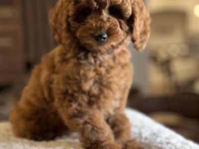 Stunning, Trained, Mini Goldendoodle Girl Female