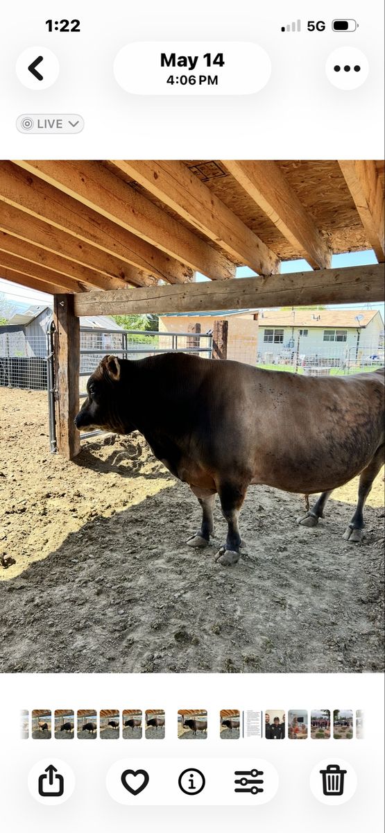Registered with papers Mini Jersey Bull  A2-A2,  Pulled.