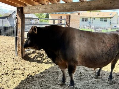 Registered with papers Mini Jersey Bull A2-A2, Pulled.