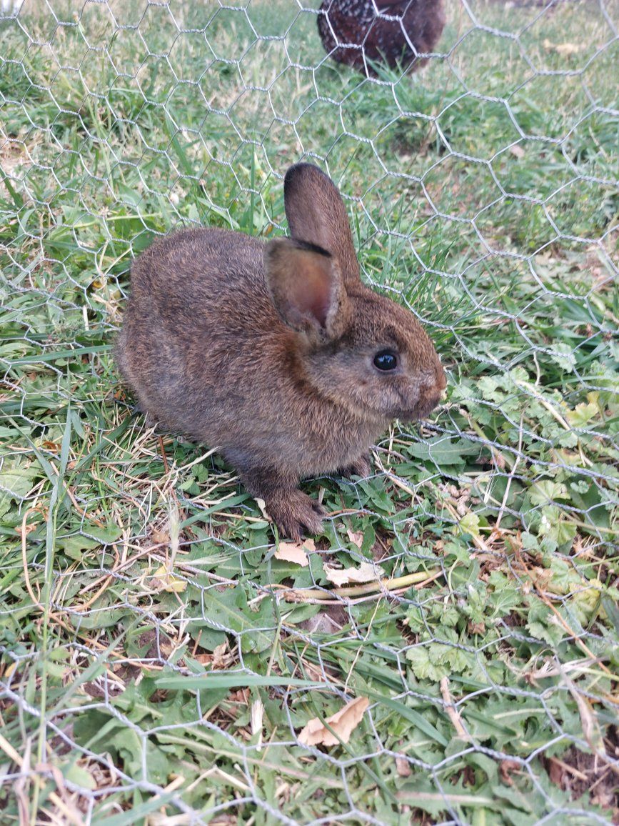 Baby Bunny- Pure Mini Rex
"Thumper"