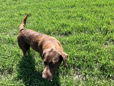 1 1/2 year old AKC chocolate female Labrador
