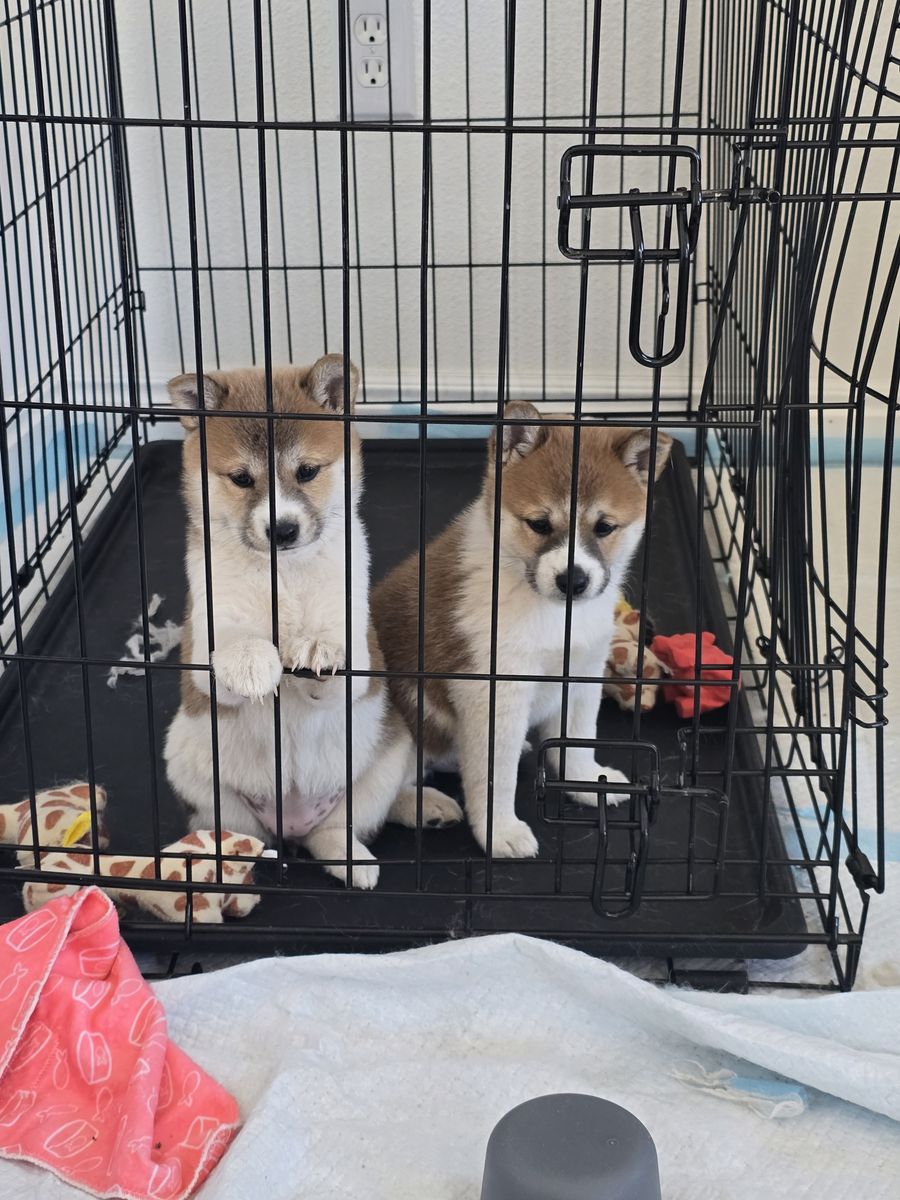 Shiba inu puppies