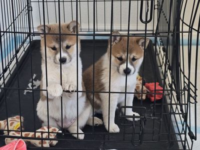Shiba inu puppies