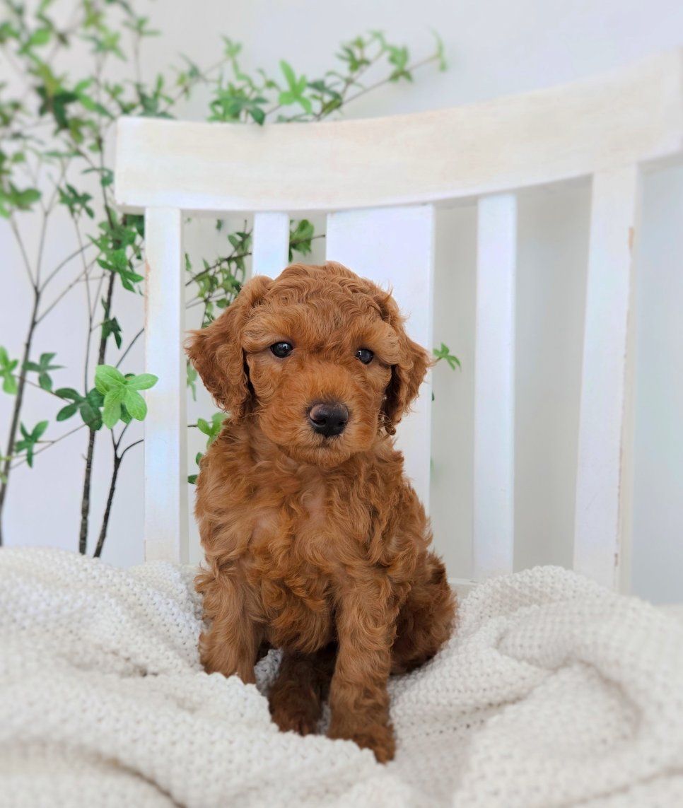 Mini red F1bb goldendoodle puppies