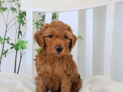 Mini red F1bb goldendoodle puppies