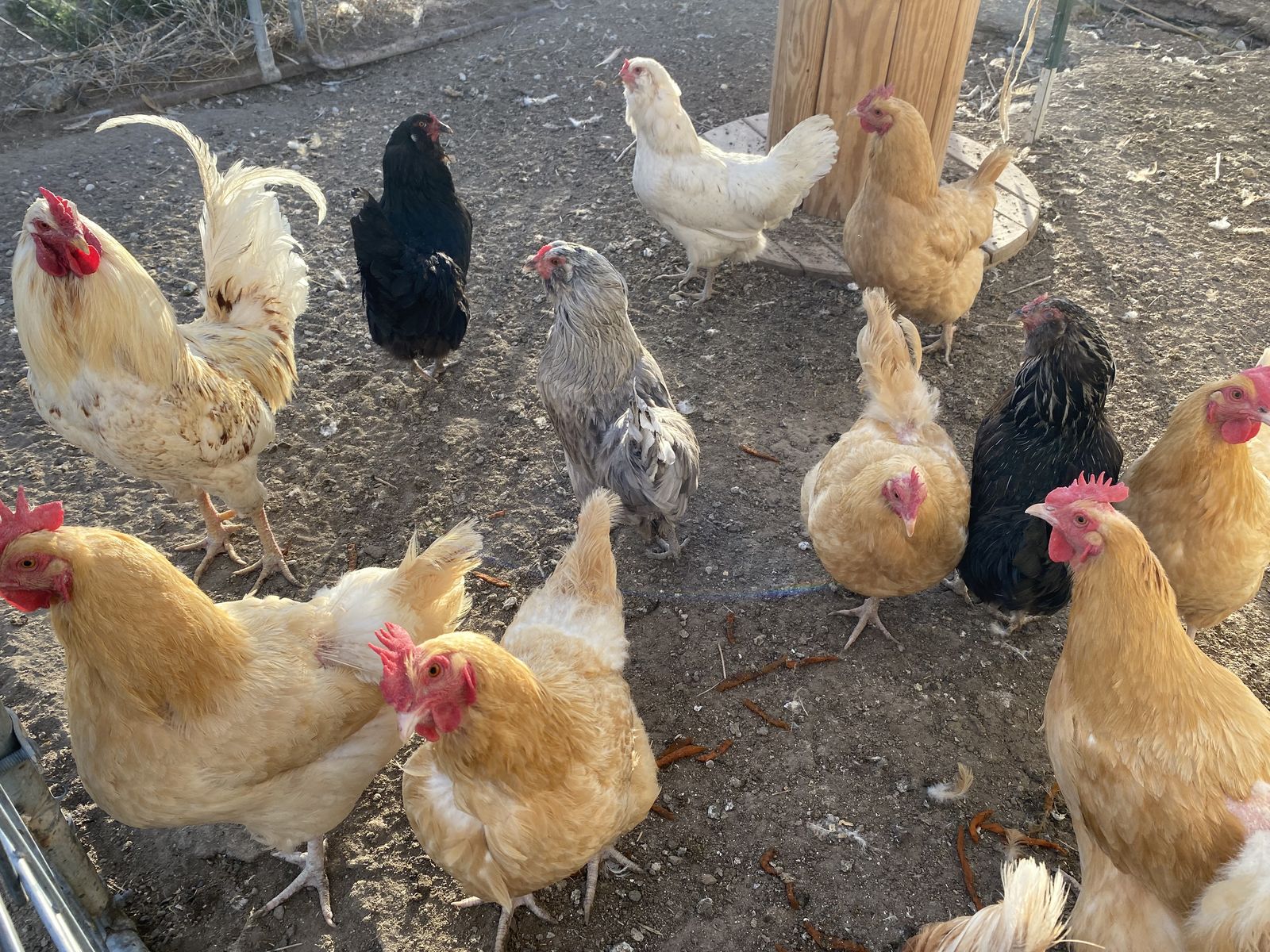 Laying Hens