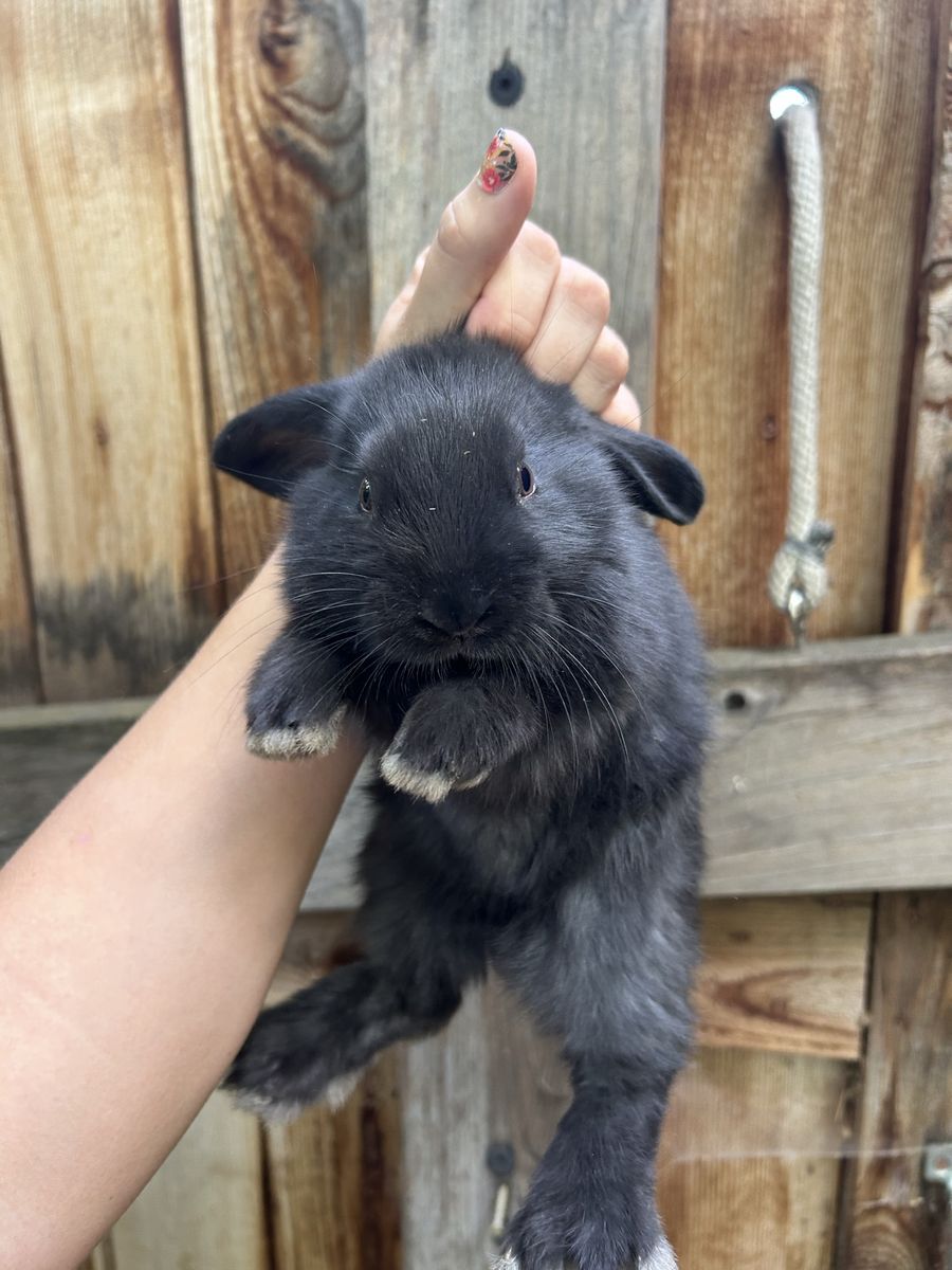 Female Black Lop-Ear Bunny