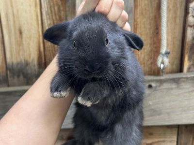 Female Black Lop-Ear Bunny