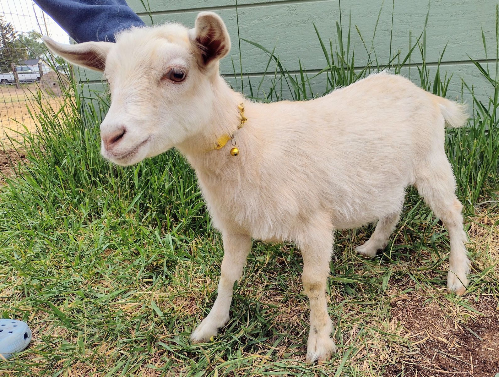 ADGA registerable Nigerian Dwarf doeling