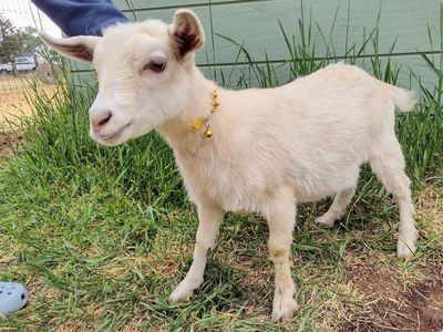 ADGA registerable Nigerian Dwarf doeling