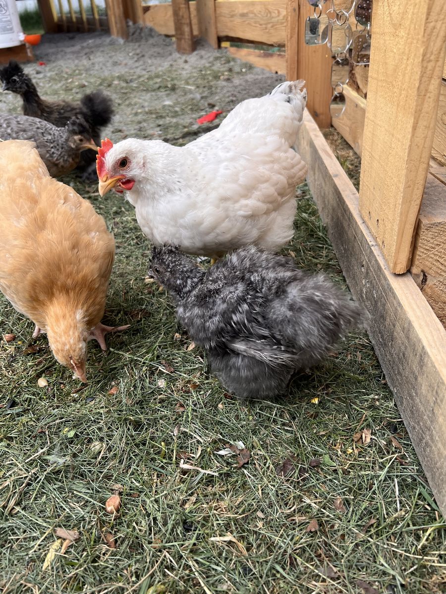 8 week old Delaware Cockriel Rooster