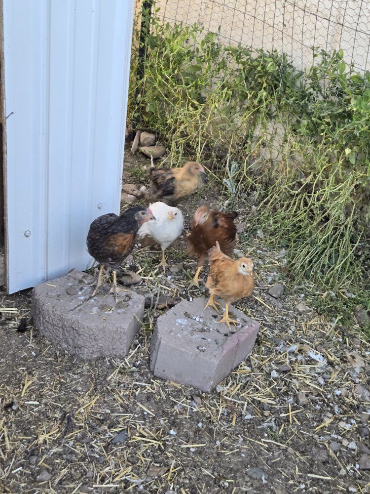 barnyard mix chicks