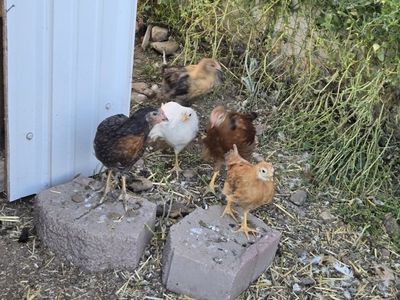 barnyard mix chicks