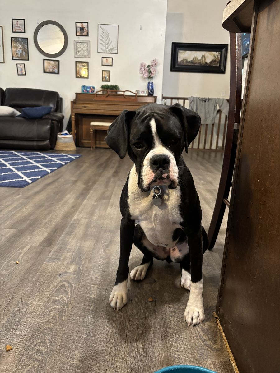 Boxer Female 20 months