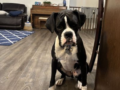 Boxer Female 20 months