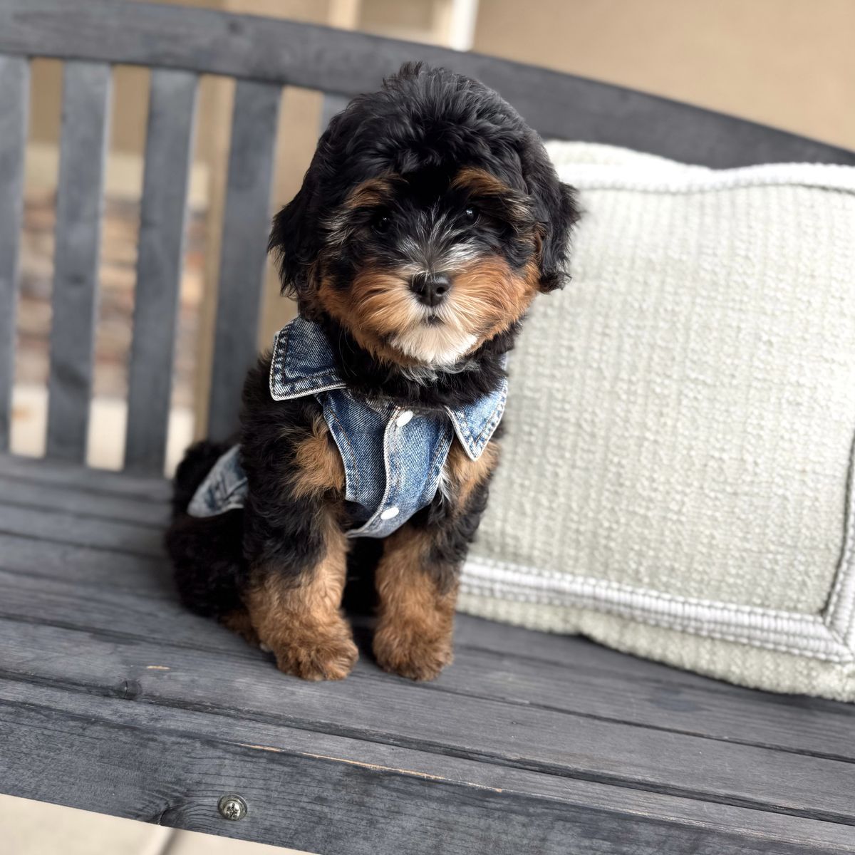 *Mothers Day Special* Bernedoodle Mini Male