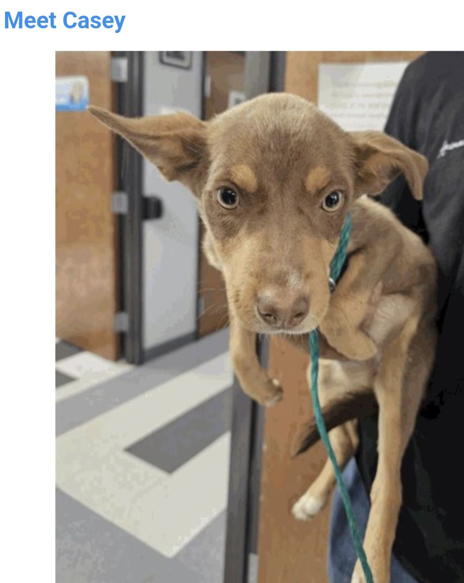Casey, 11 month min pin mix