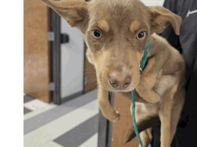Casey, 11 month min pin mix