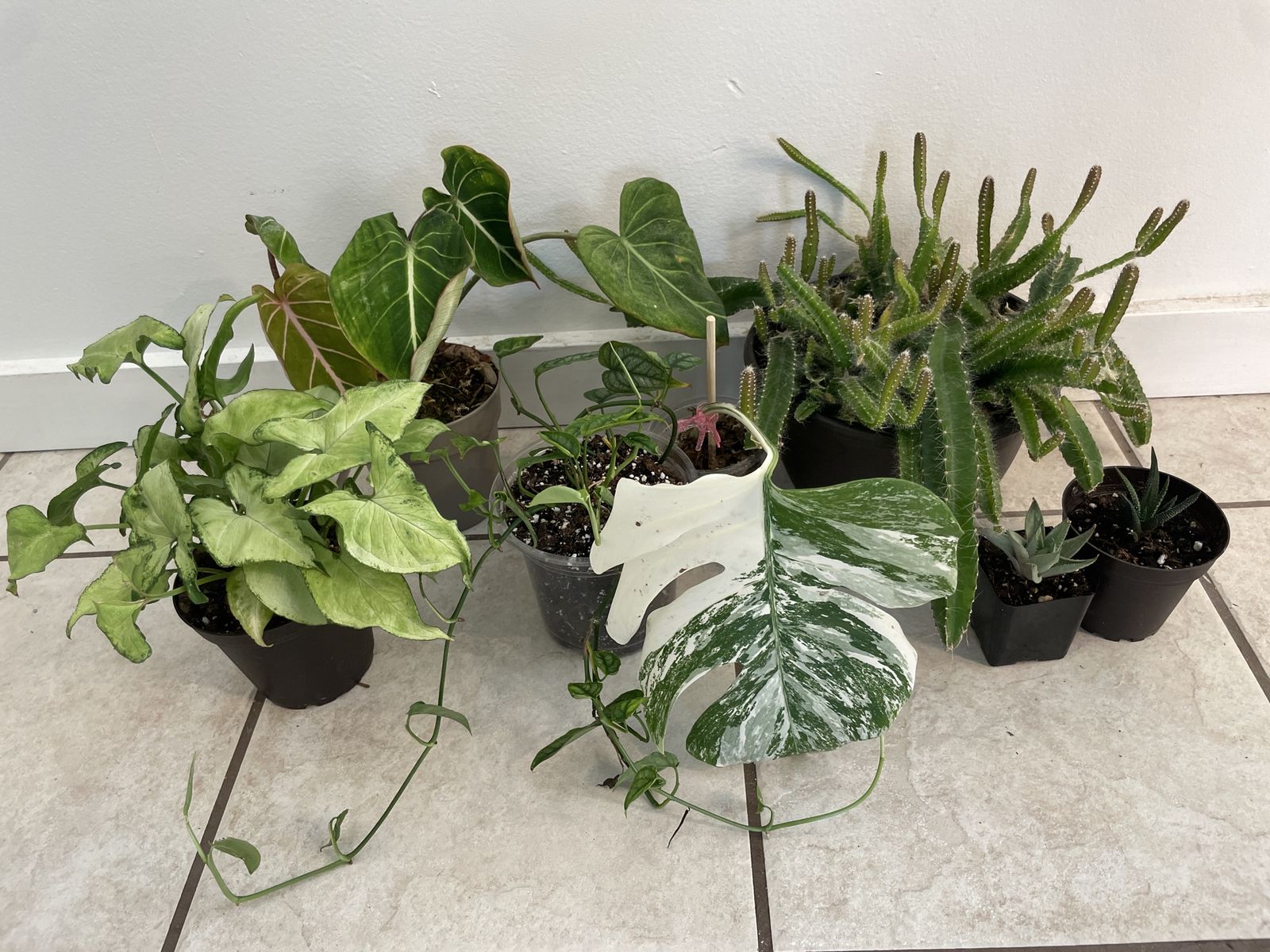 Houseplant Bundle