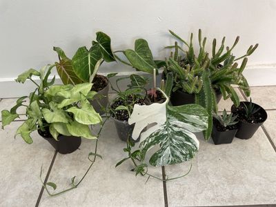 Houseplant Bundle