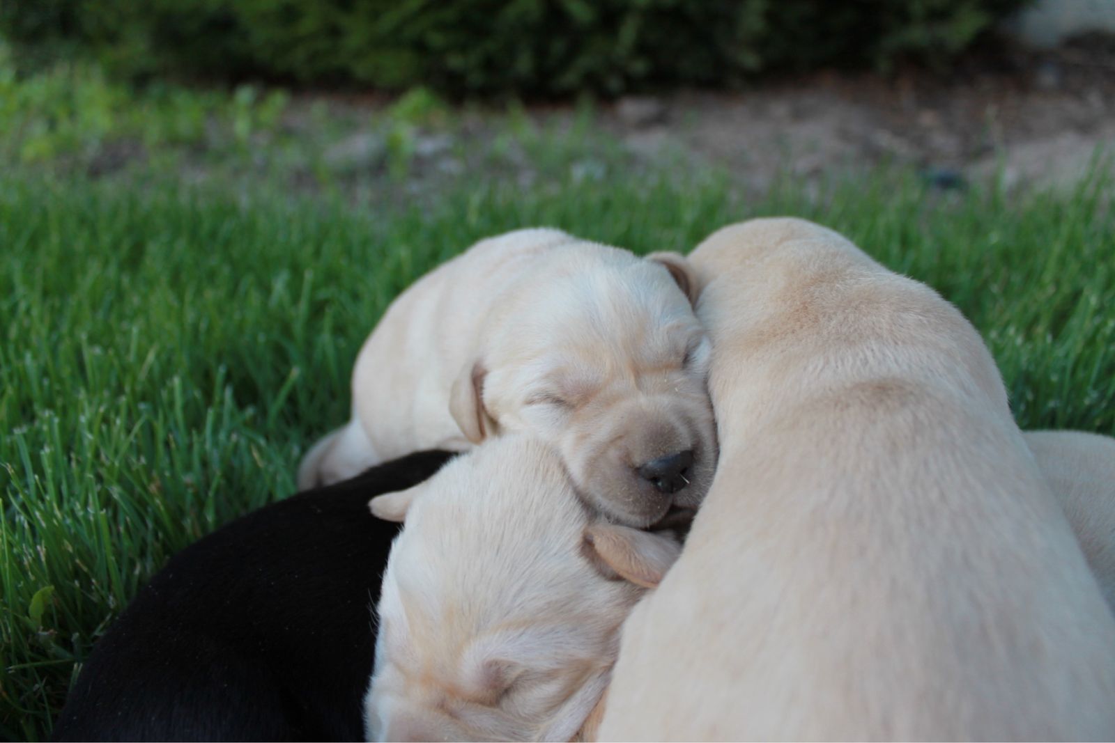 AKC Labrador Retriever Puppies