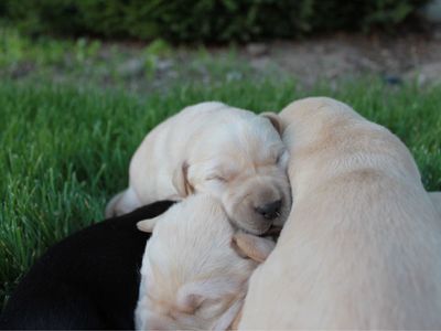 AKC Labrador Retriever Puppies