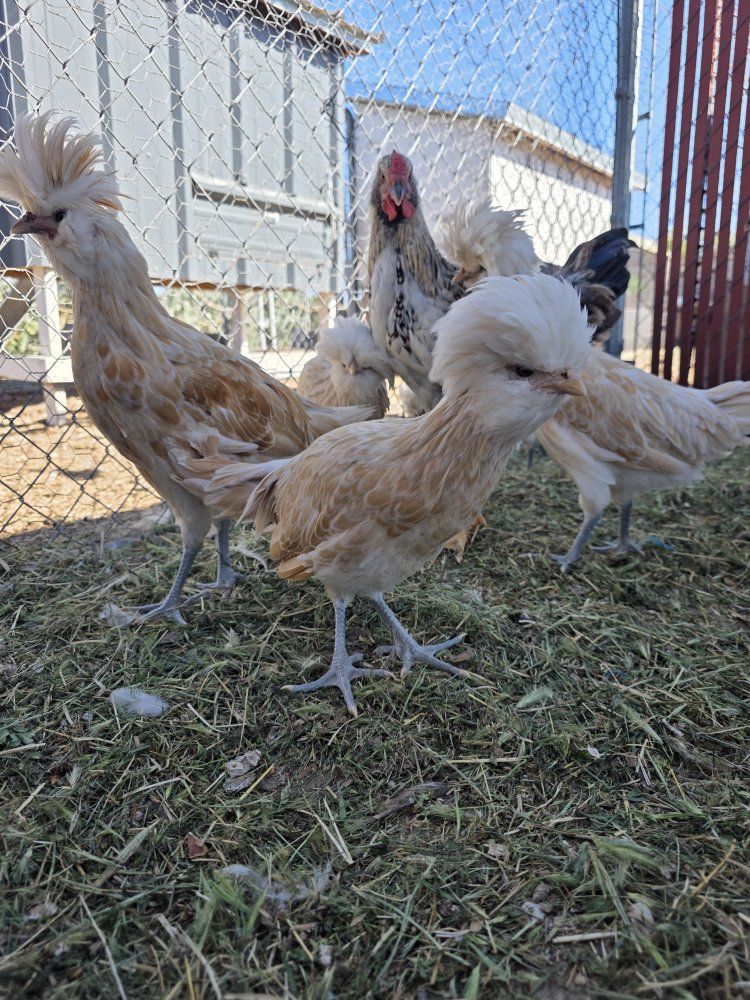 TODAY ONLY PULLET SALE