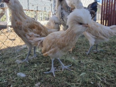 TODAY ONLY PULLET SALE