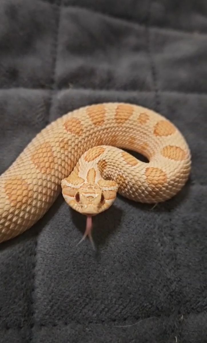 non profit snake rescue!