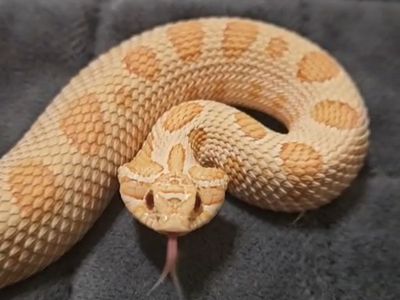 non profit snake rescue!