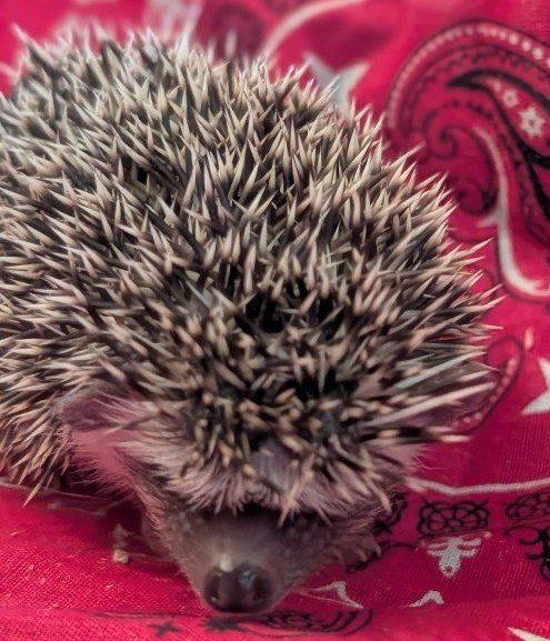 Adorable Baby Female Hedgehog - Healthy and Ready for a New Home - Miss Brillo