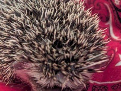 Adorable Baby Female Hedgehog - Healthy and Ready for a New Home - Miss Brillo