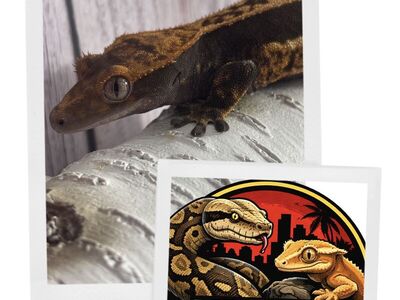 Crested gecko