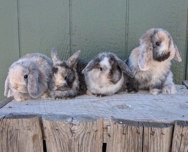 baby bunny pure Holland lops harlequin