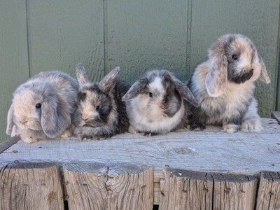 baby bunny pure Holland lops harlequin