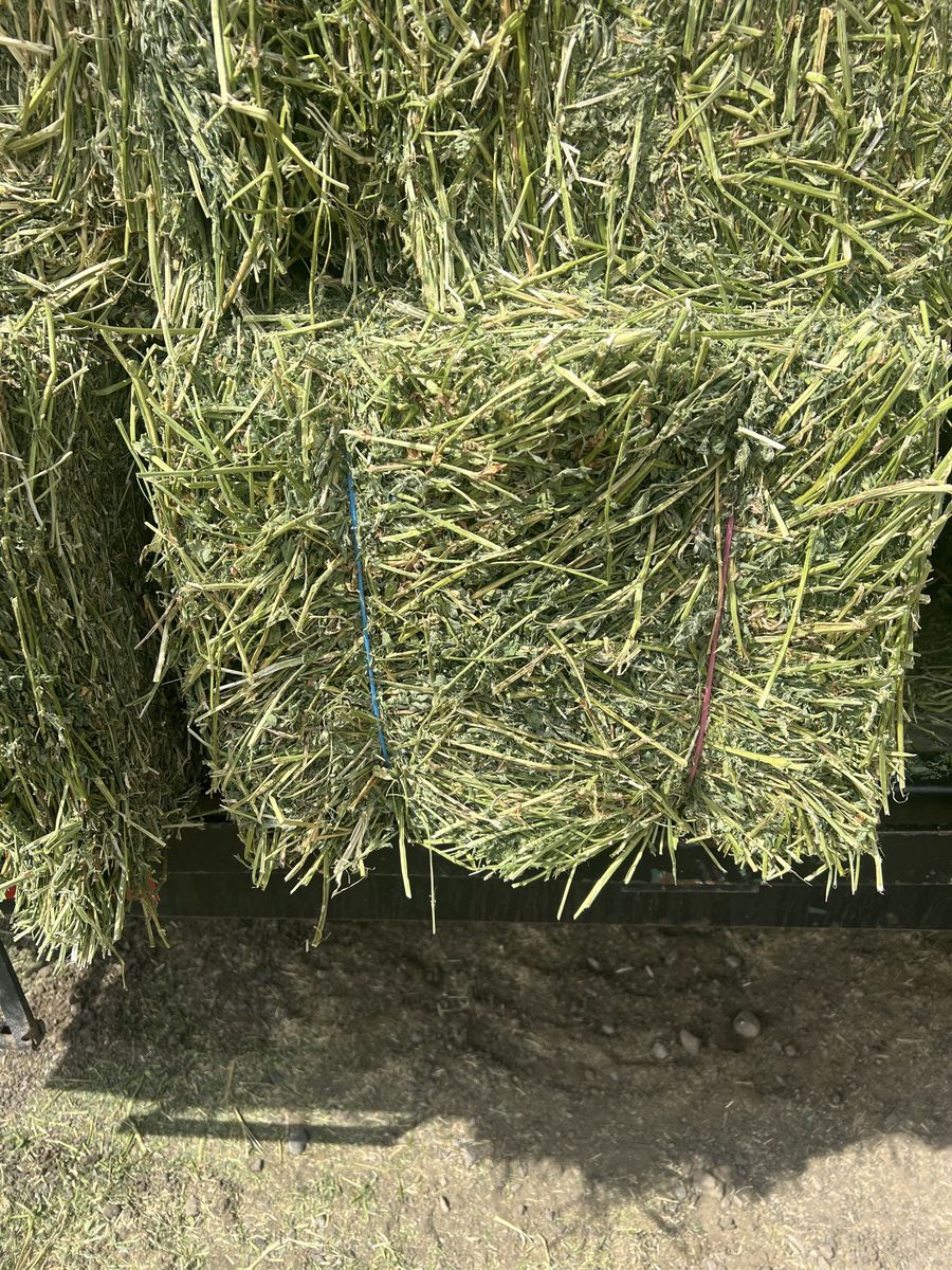 Orchard Grass Hay