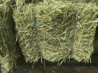 Orchard Grass Hay