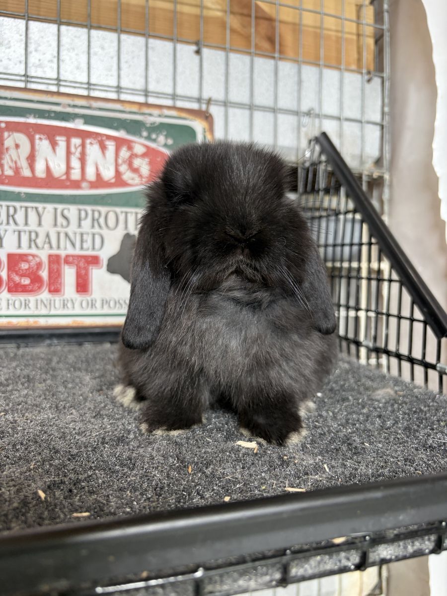 Holland Lop Buck