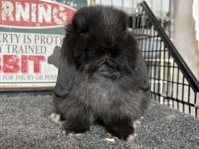 Holland Lop Buck
