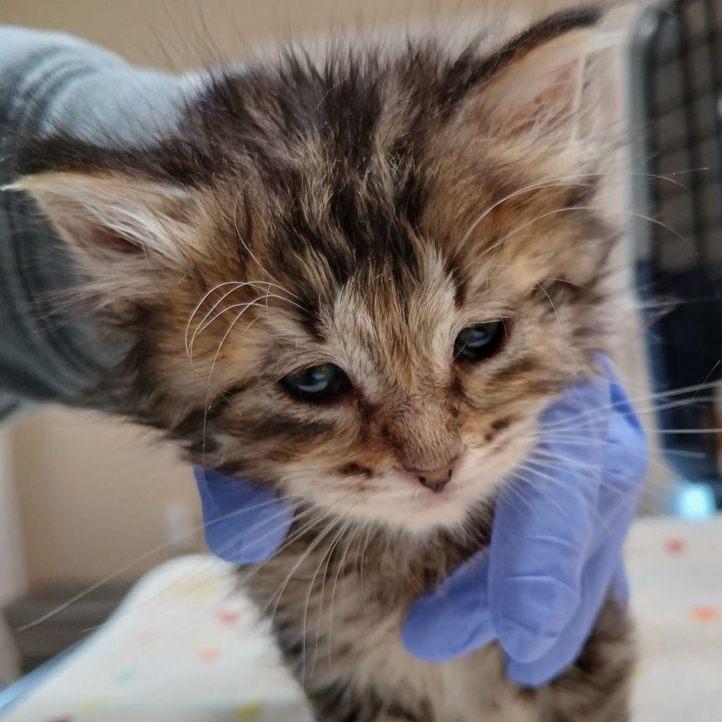 Hello my name is Sugar