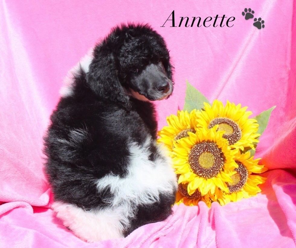 AKC Purebred Standard Parti Poodle Puppies
