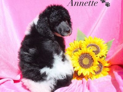 AKC Purebred Standard Parti Poodle Puppies