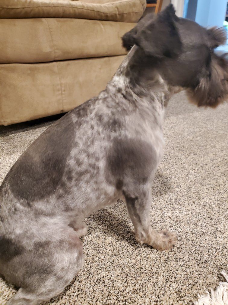 AKC miniature schnauzer stud