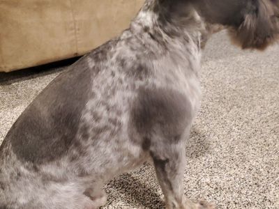 AKC miniature schnauzer stud